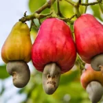 cashew tree