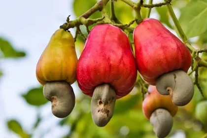 cashew tree