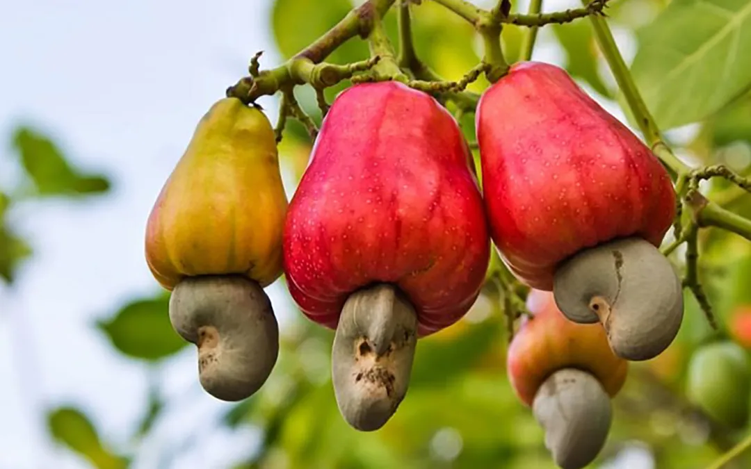 cashew tree