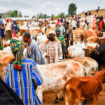 A livestock market in Yola. Credit. Web image