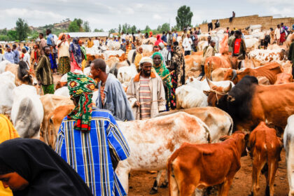 A livestock market in Yola. Credit. Web image