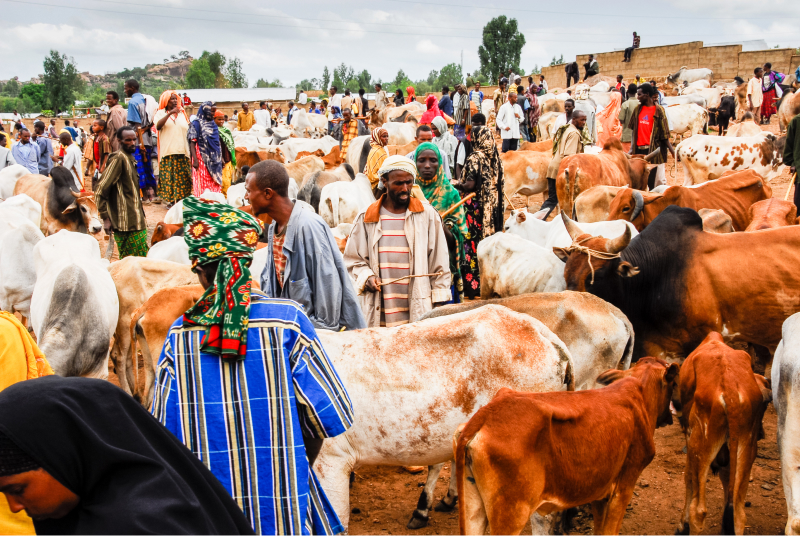 A livestock market in Yola. Credit. Web image