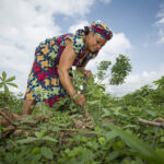 Agriculture in Nigeria