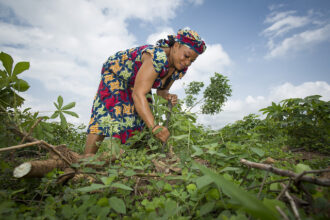 Agriculture in Nigeria