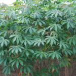 Cassava farm