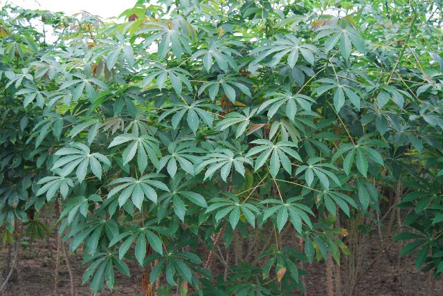 Cassava farm