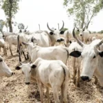 Cattle