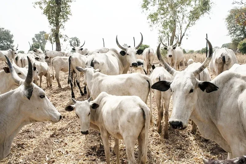 Cattle