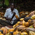 Cocoa farmer
