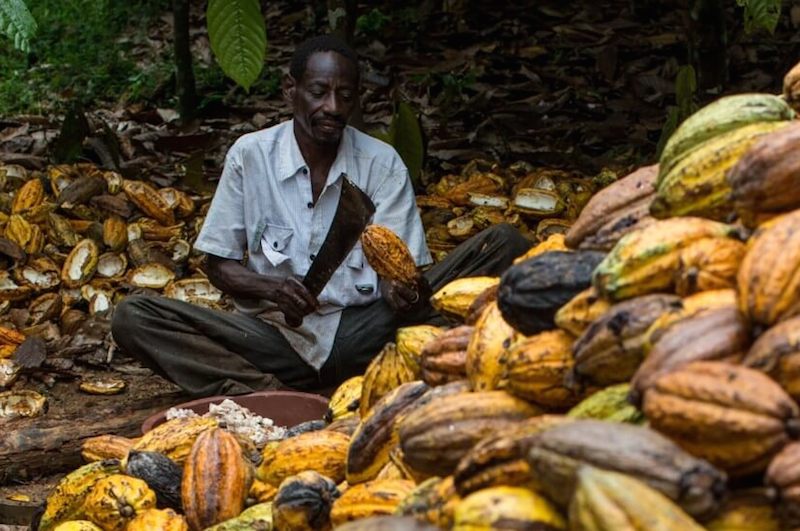 Cocoa farmer