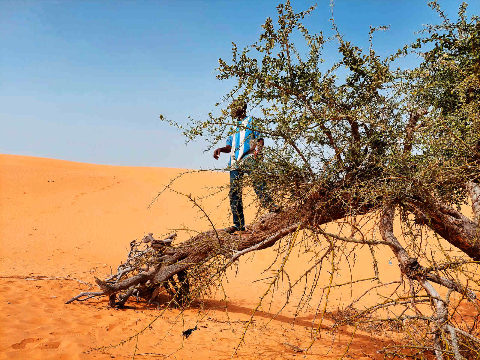 DESERTIFICATION 1221 NIGERIA MURTALAABDULLAHI YW 0208