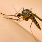 Dengue fever 11.6.14