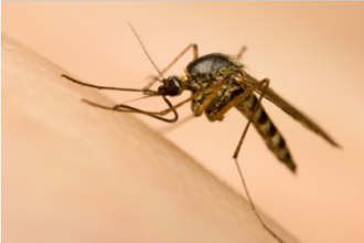 Dengue fever 11.6.14