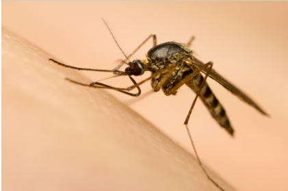 Dengue fever 11.6.14