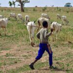 Farmers Herders Nigeria