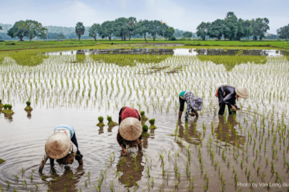 Smallholder rice farmers in Ebonyi