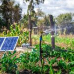 Solar powered irrigation system in a maize farm in Ghana