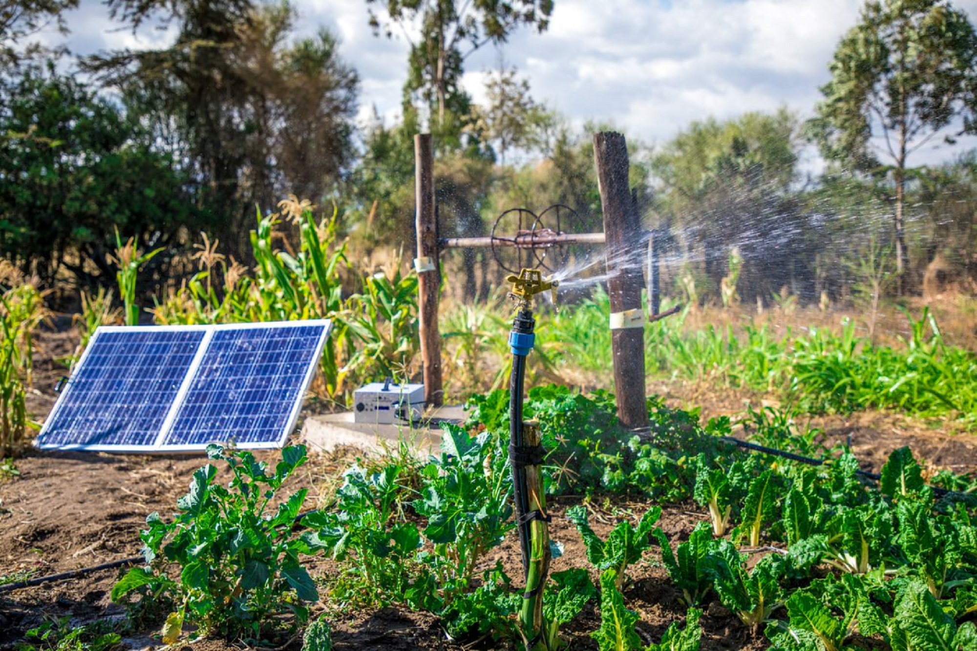Solar powered irrigation system in a maize farm in Ghana