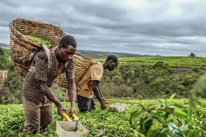 food security