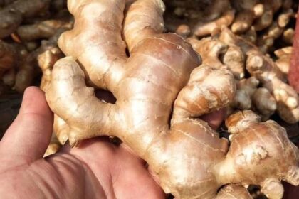 ginger rhizome