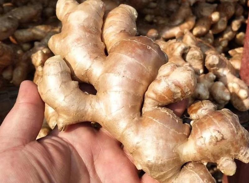 ginger rhizome