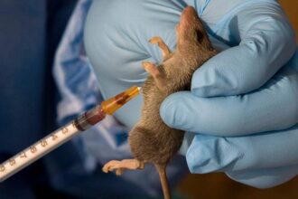 news lasa fever