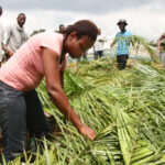 Youths at the Farmers' Academy in Nigeria, developed by 2SCALE