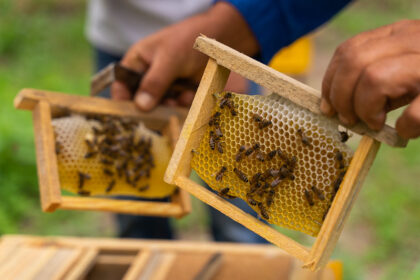 Edible insects: Nigeria’s unlikely answer to protein shortages
