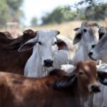 Africa's fight for food security runs through livestock