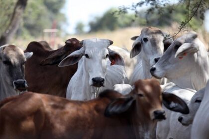 Africa's fight for food security runs through livestock