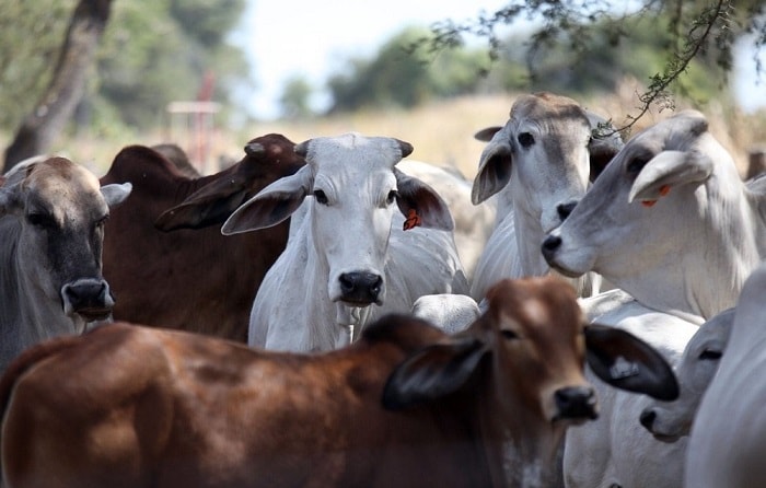 Africa's fight for food security runs through livestock