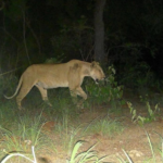 The lioness