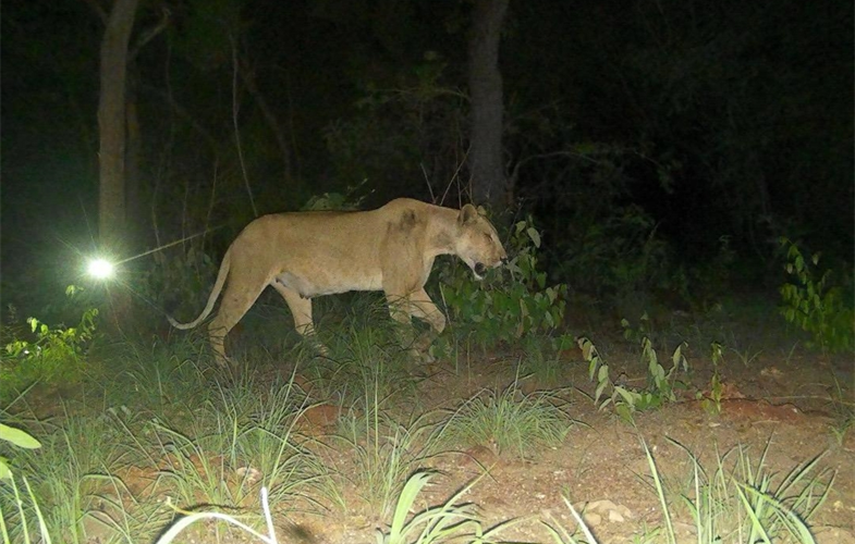 The lioness