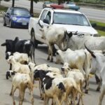 A new reserve aims to reshape pastoral farming in Abuja