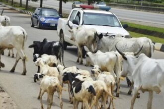 A new reserve aims to reshape pastoral farming in Abuja