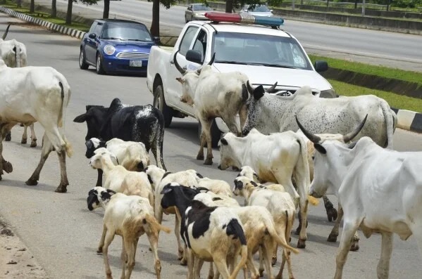 A new reserve aims to reshape pastoral farming in Abuja