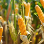 GM maize plant with stcked genes