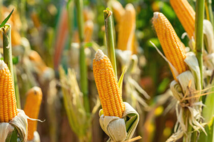 GM maize plant with stcked genes