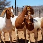 Livestock: Nigeria's new master plan is a blueprint for resilience