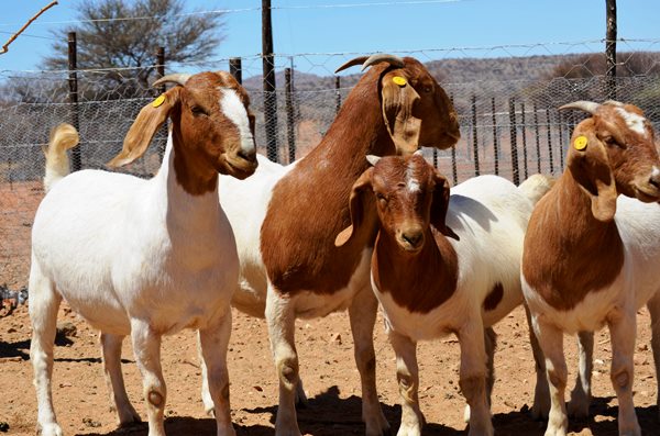 Livestock: Nigeria's new master plan is a blueprint for resilience