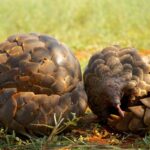 Nigeria's war on wildlife crime.