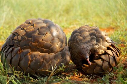 Nigeria's war on wildlife crime.