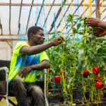 Joel Kamgaing found new life in greenhouse farming after tragedy, Photo credit: Olives Nkwain, bird story agency