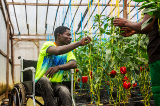 Joel Kamgaing found new life in greenhouse farming after tragedy, Photo credit: Olives Nkwain, bird story agency