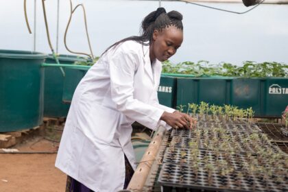 AWARD Launches 2026 Fellowship for African Women in Agri-Science