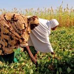 Input distribution brings hope to Niger's smallholders. Photo credit: FAO