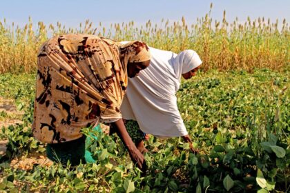 Input distribution brings hope to Niger's smallholders. Photo credit: FAO