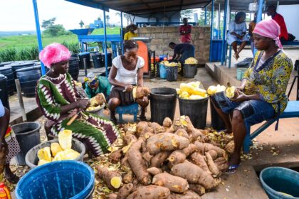 Why Biofortification can end Nigeria's malnutrition crisis. Credit. harvestplus