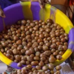 Will Nigeria's local industry benefit from the country's export ban on shea nuts?