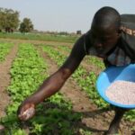 Farming support as a pathway to peace in Zamfara